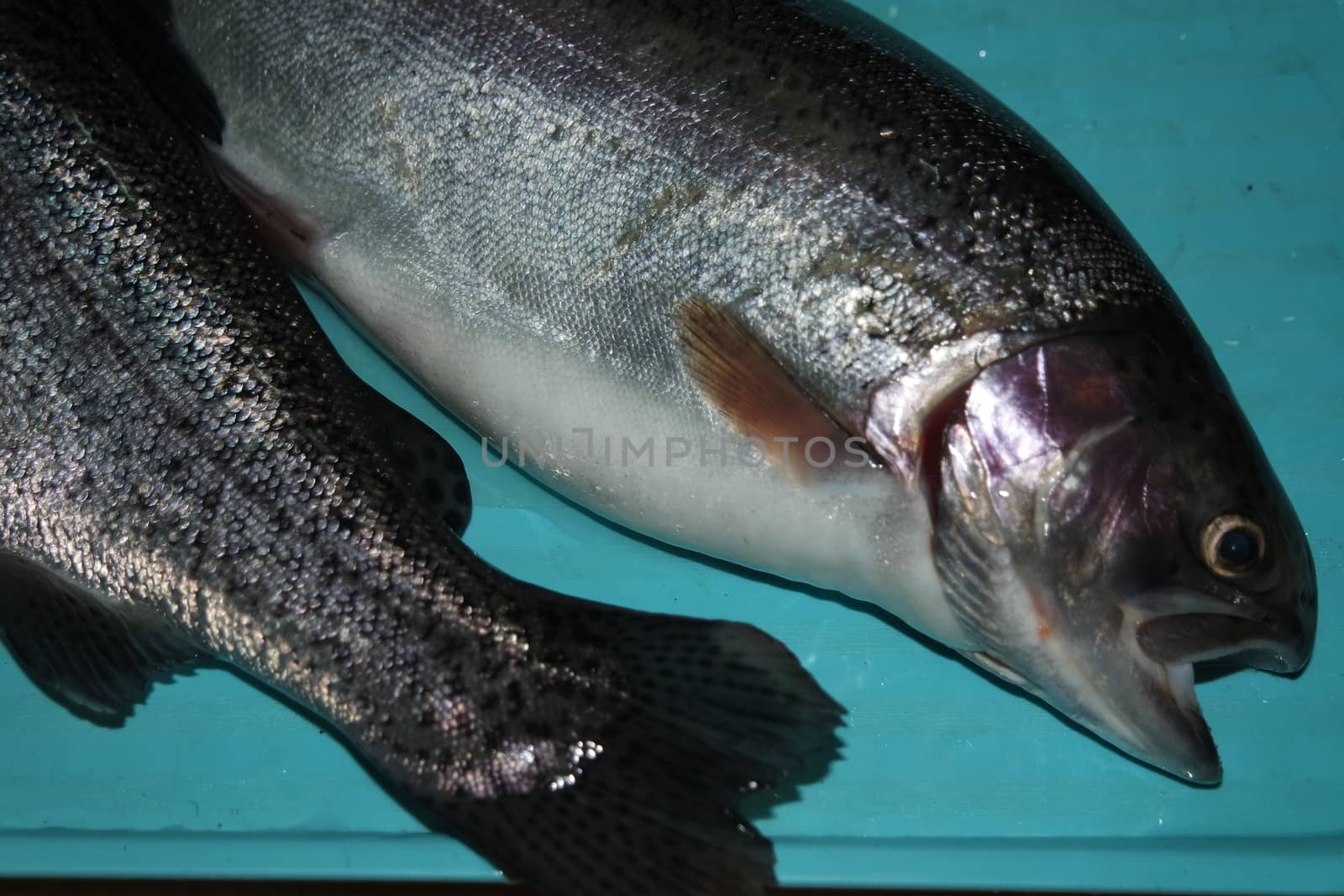 Fish closeup with a gray or grey and silver shiny skin scales by Photochowk