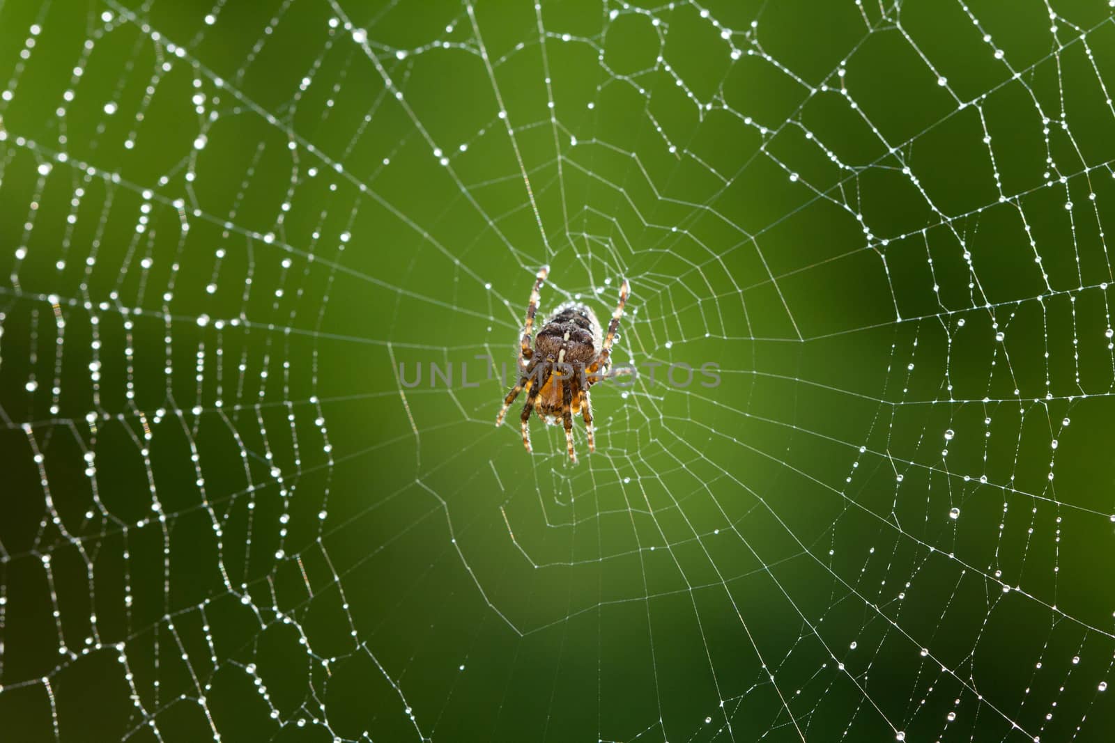 Wet Spider by magicbones