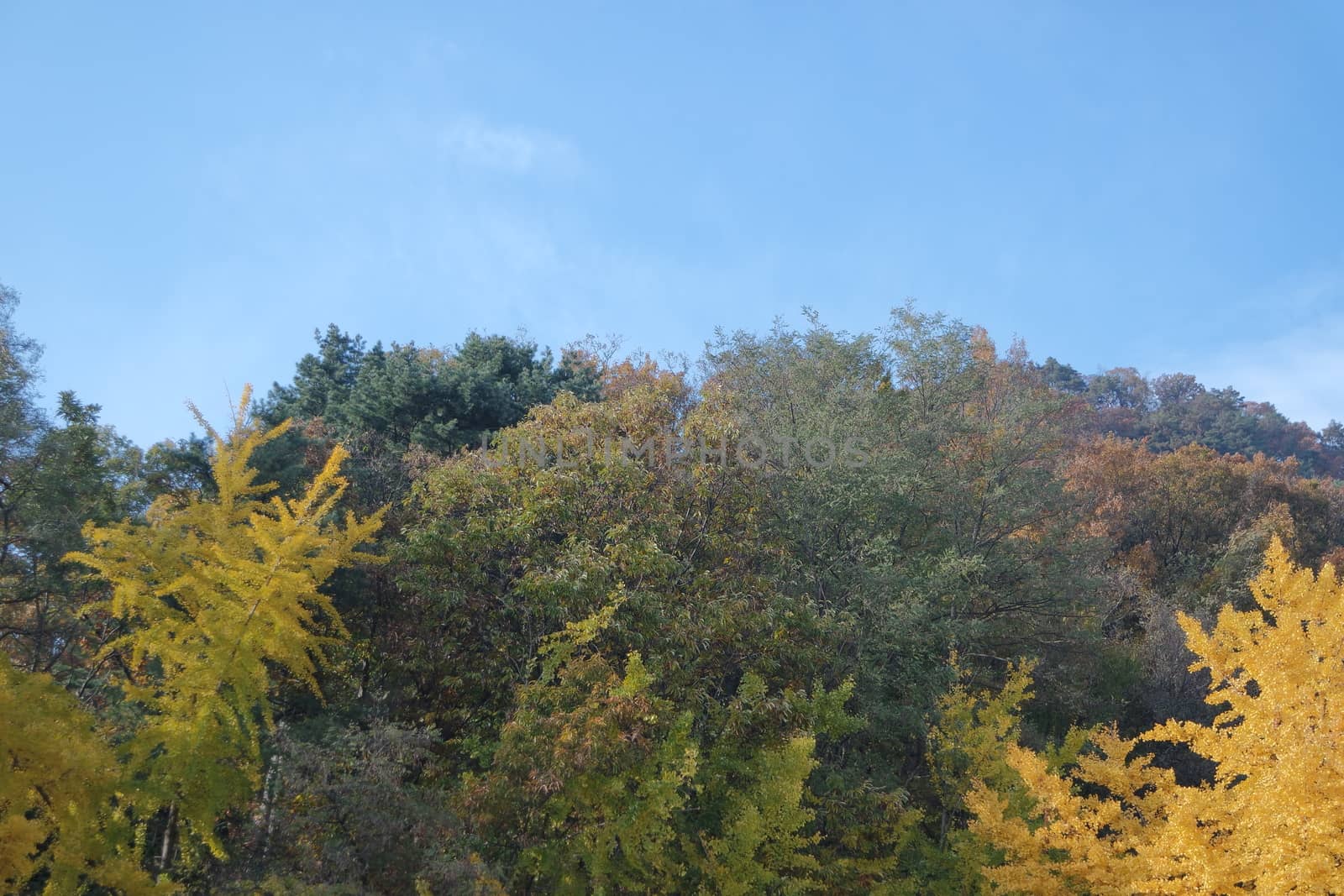 Colorful leaves on trees in park by Photochowk