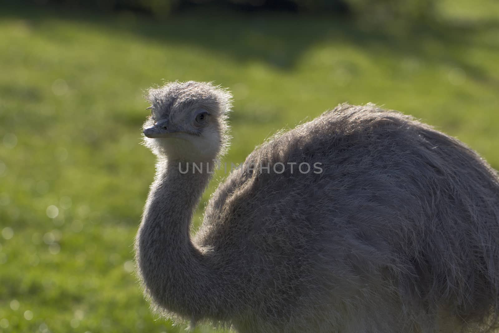 Portrait of a flightless Rhea bird by magicbones