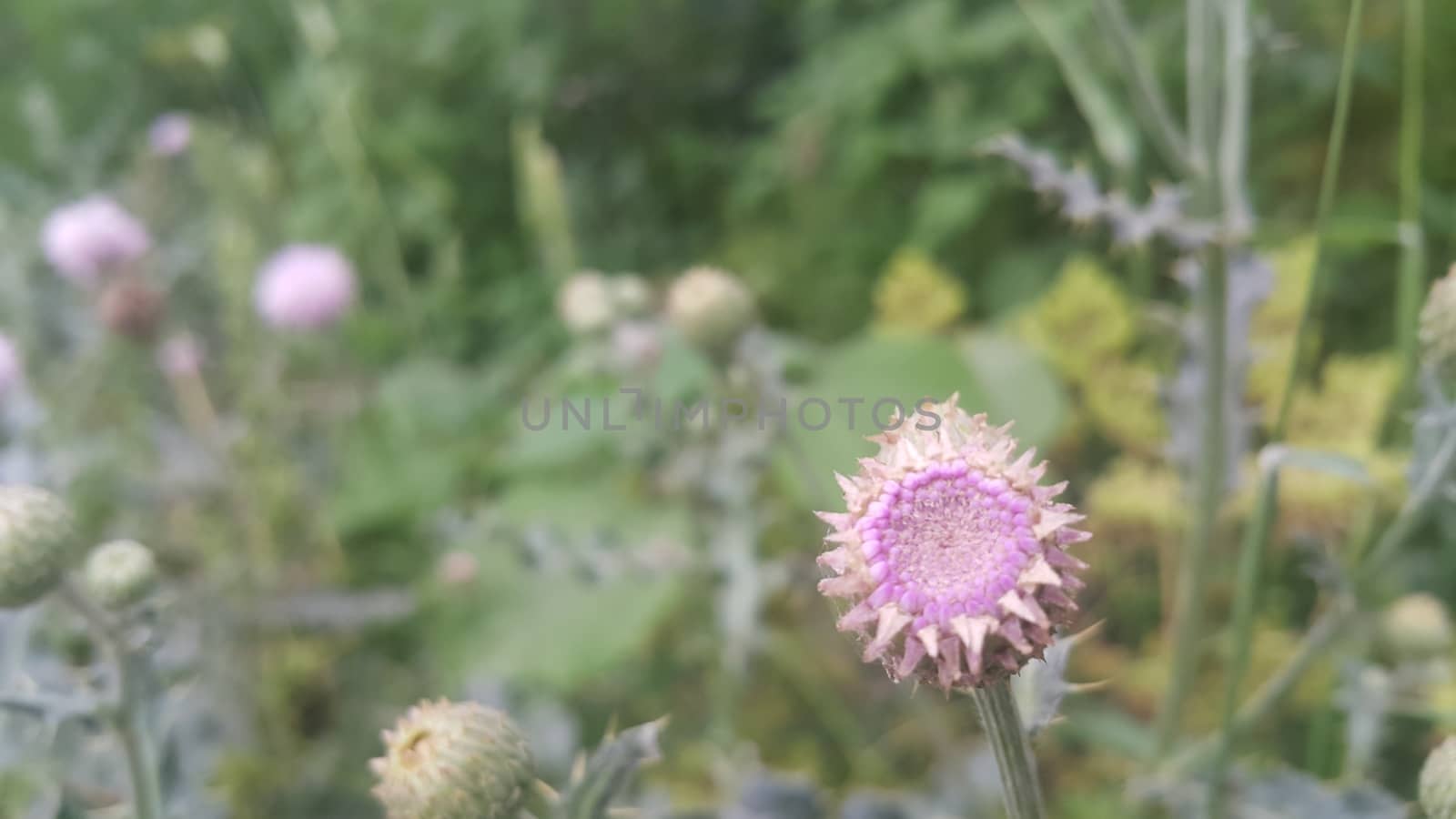 Perennial thistle plant with spine tipped triangular leaves and purple flower heads surrounded by spiny bracts. Cirsium verutum thistle also known as Cirsium involucratum.