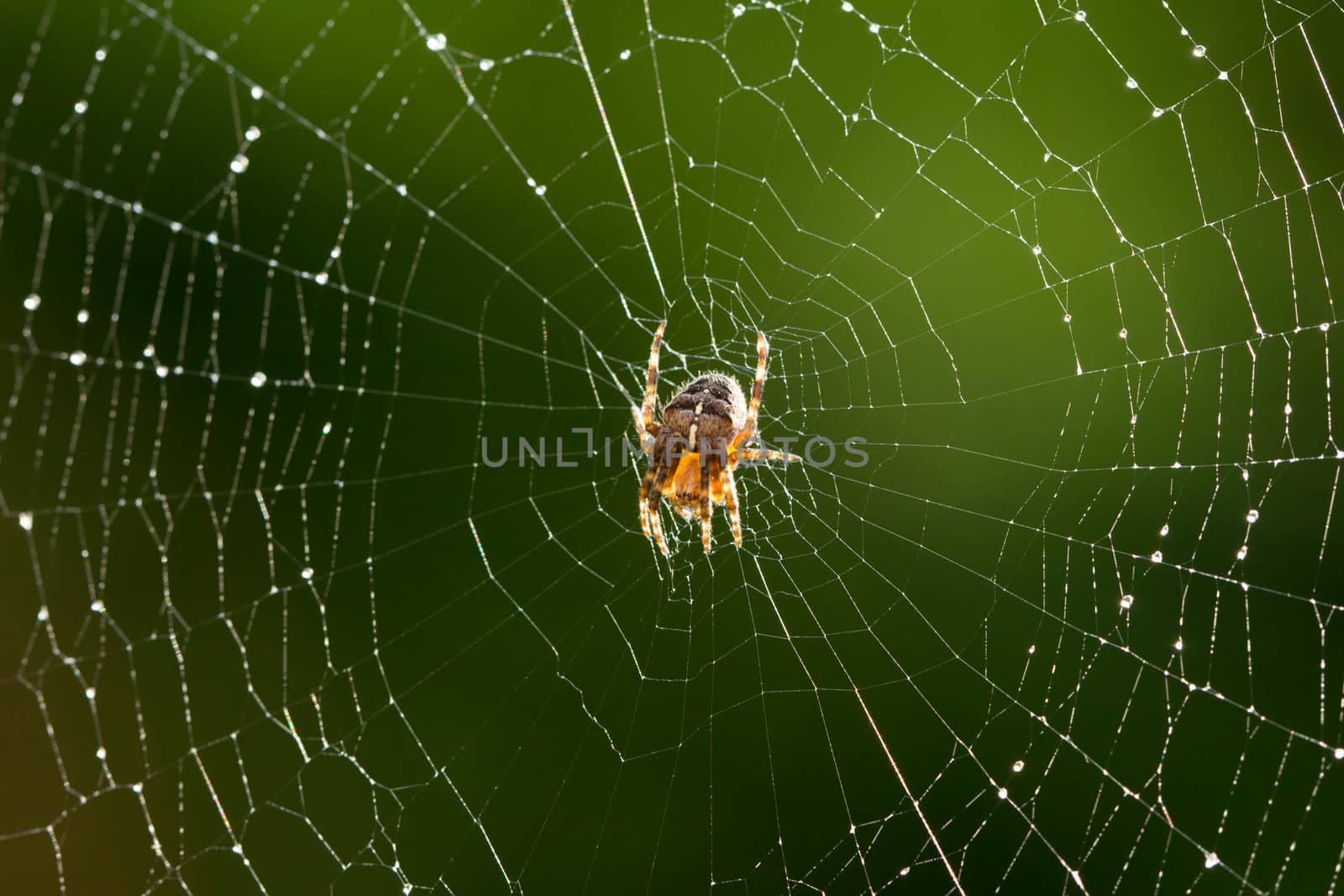Common garden Spider on it's web just after rainfall