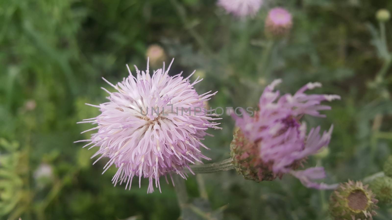Perennial thistle plant with spine tipped triangular leaves and purple flower by Photochowk
