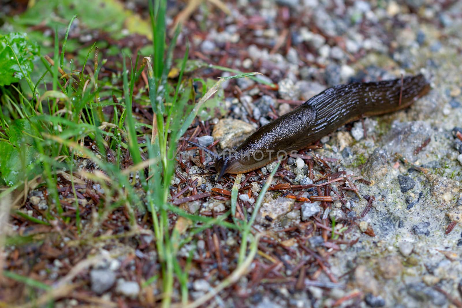 A large black slug (Arion ater)