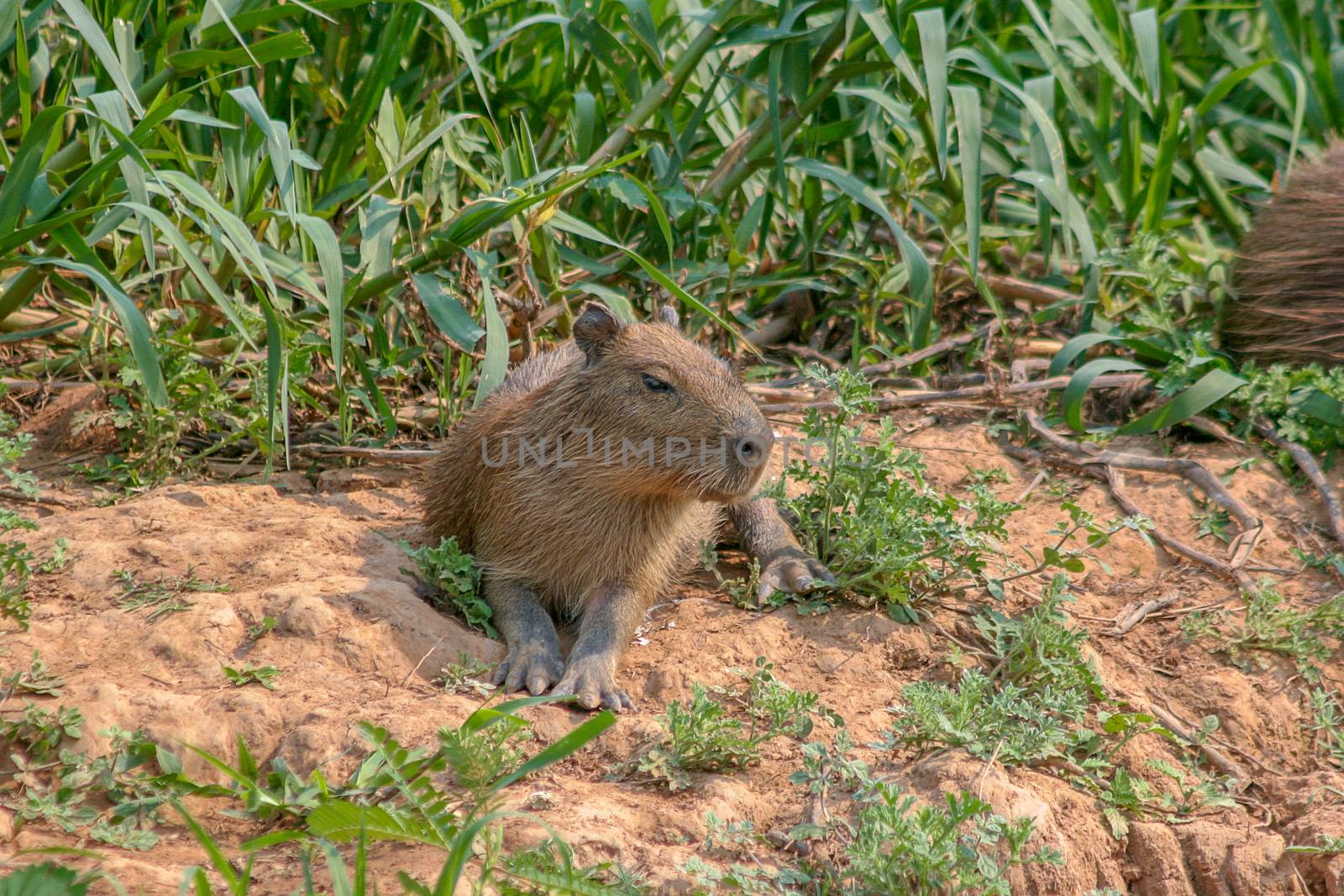Capybaras in the Pantanal region of Brazil by magicbones