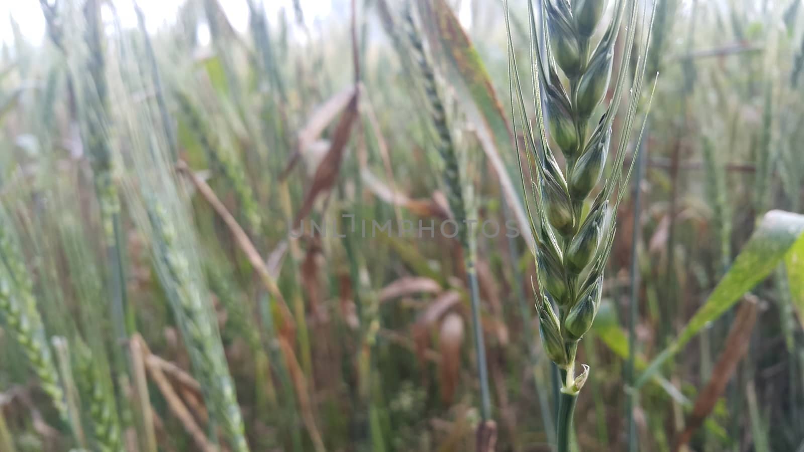 Closeup view of barley spikelets or rye in barley field. Green dried barley focused in large agricultural rural wheat field.