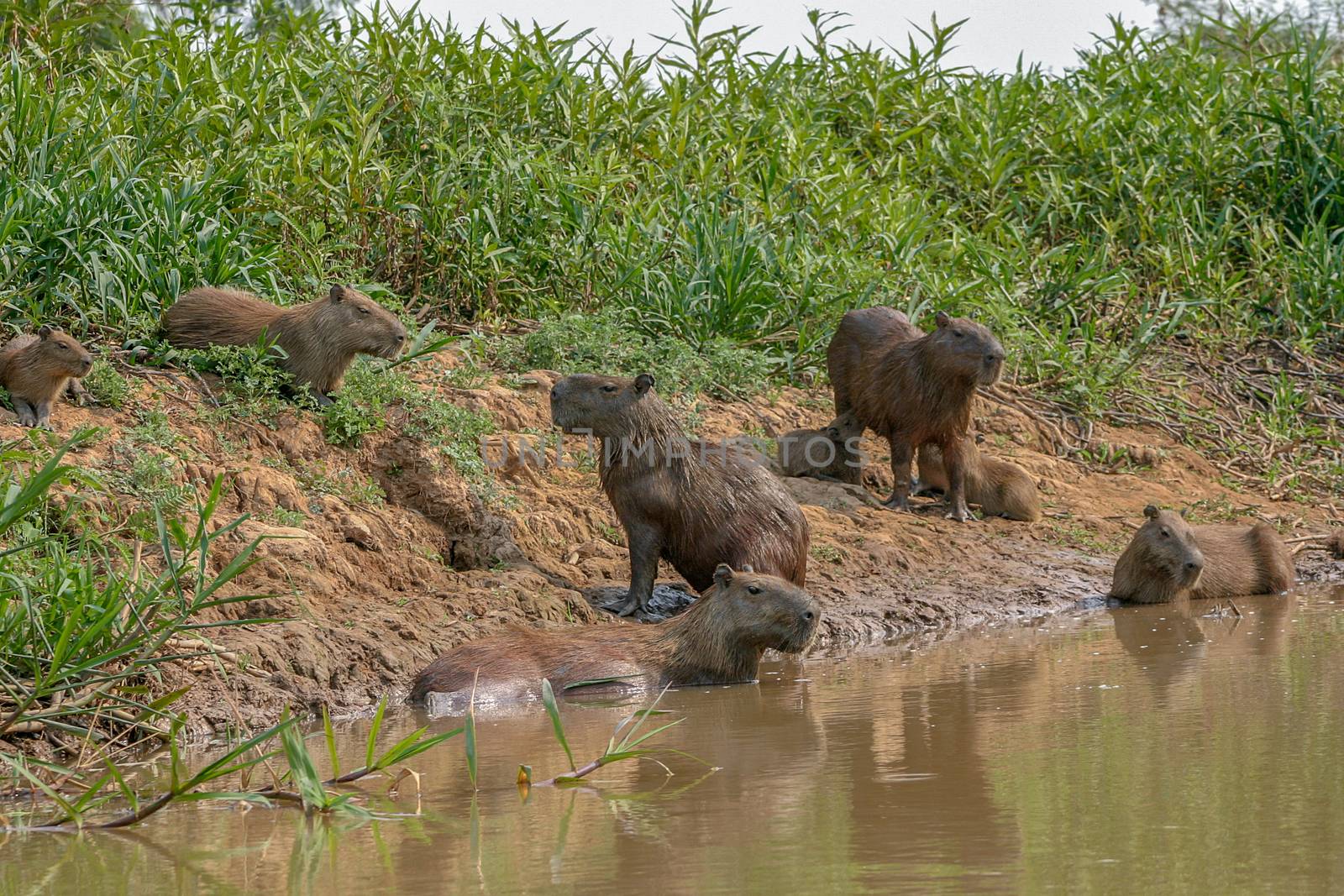 Capybaras in the Pantanal region of Brazil by magicbones