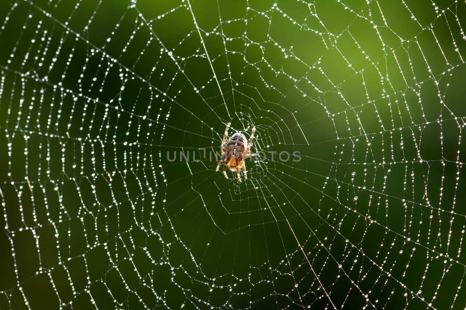 Spider On a Wet Web by magicbones