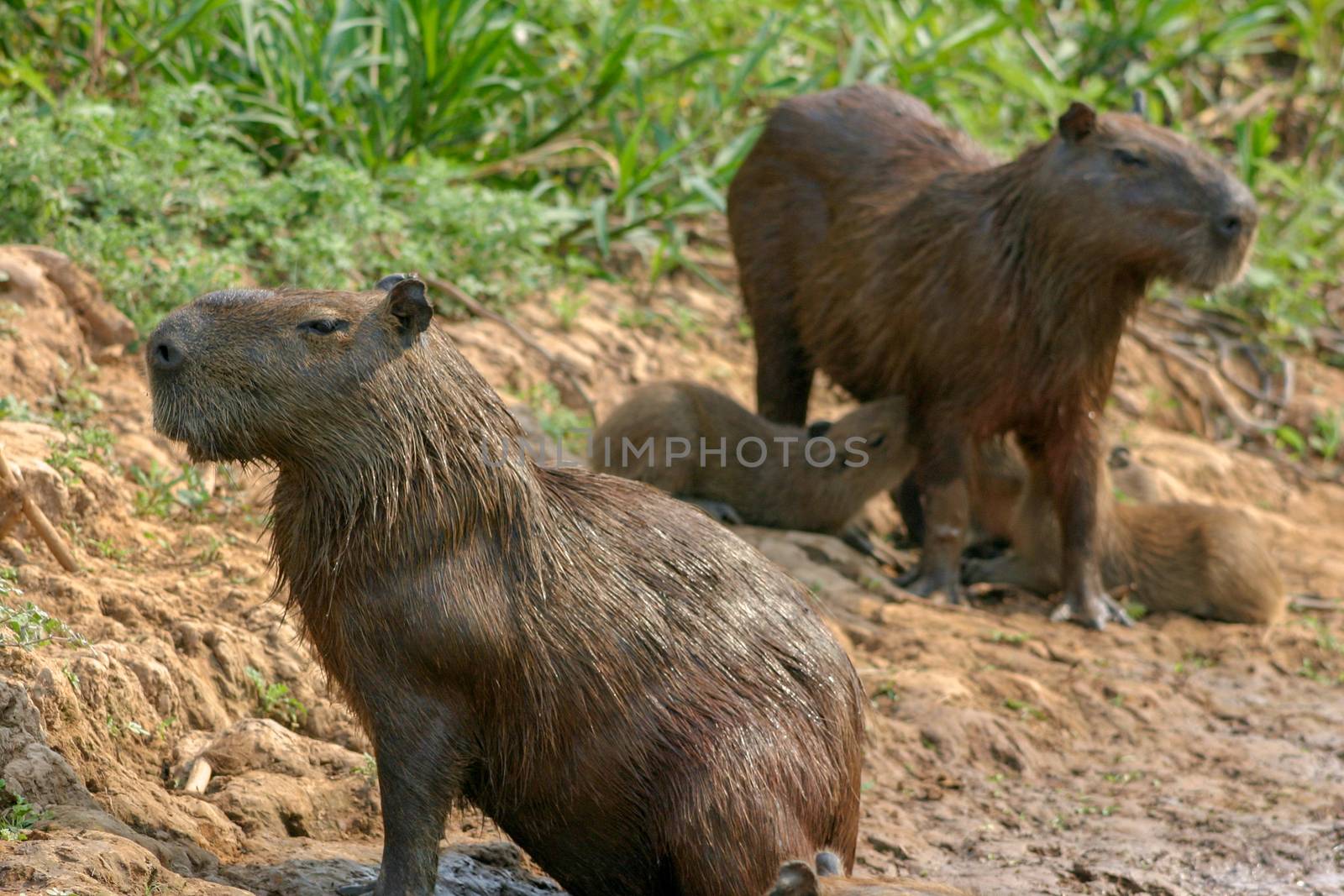 Capybaras, native to South America, are the largest rodent in the world.