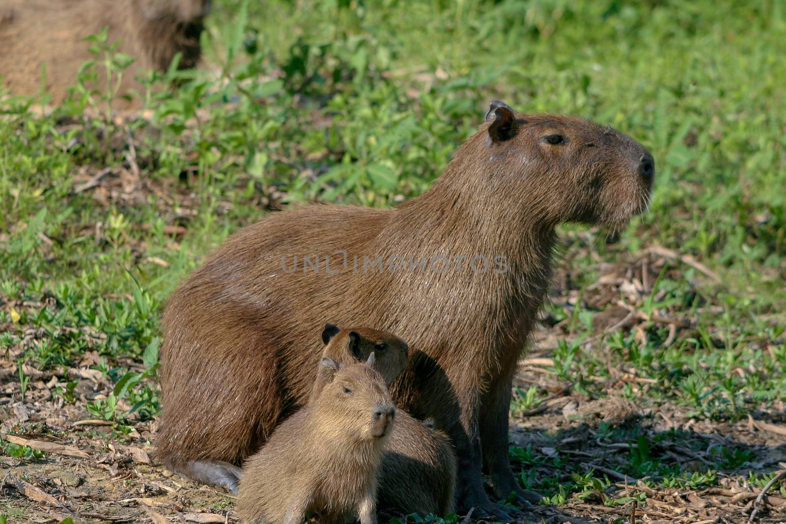 Capybaras in the Pantanal region of Brazil by magicbones