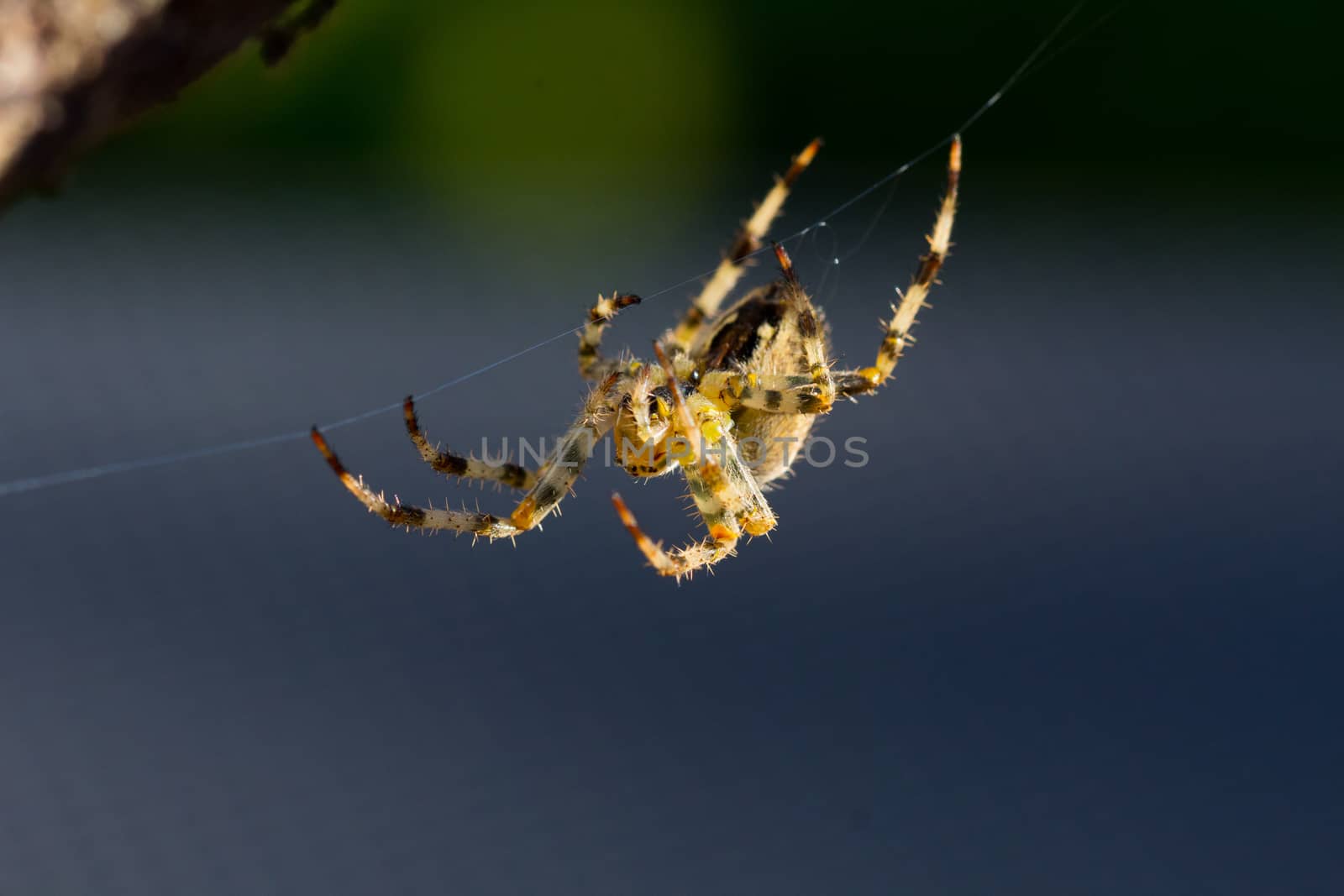 Close up image of a common garden spider (araneus diadematus)