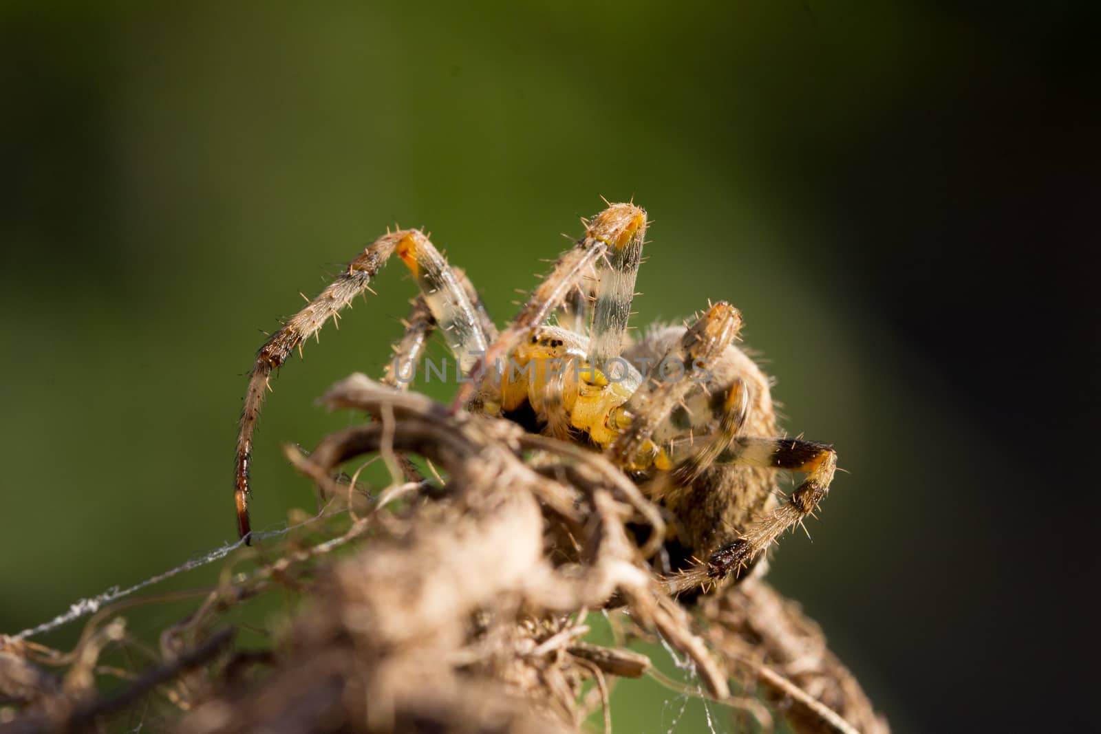 Common Garden Spider by magicbones