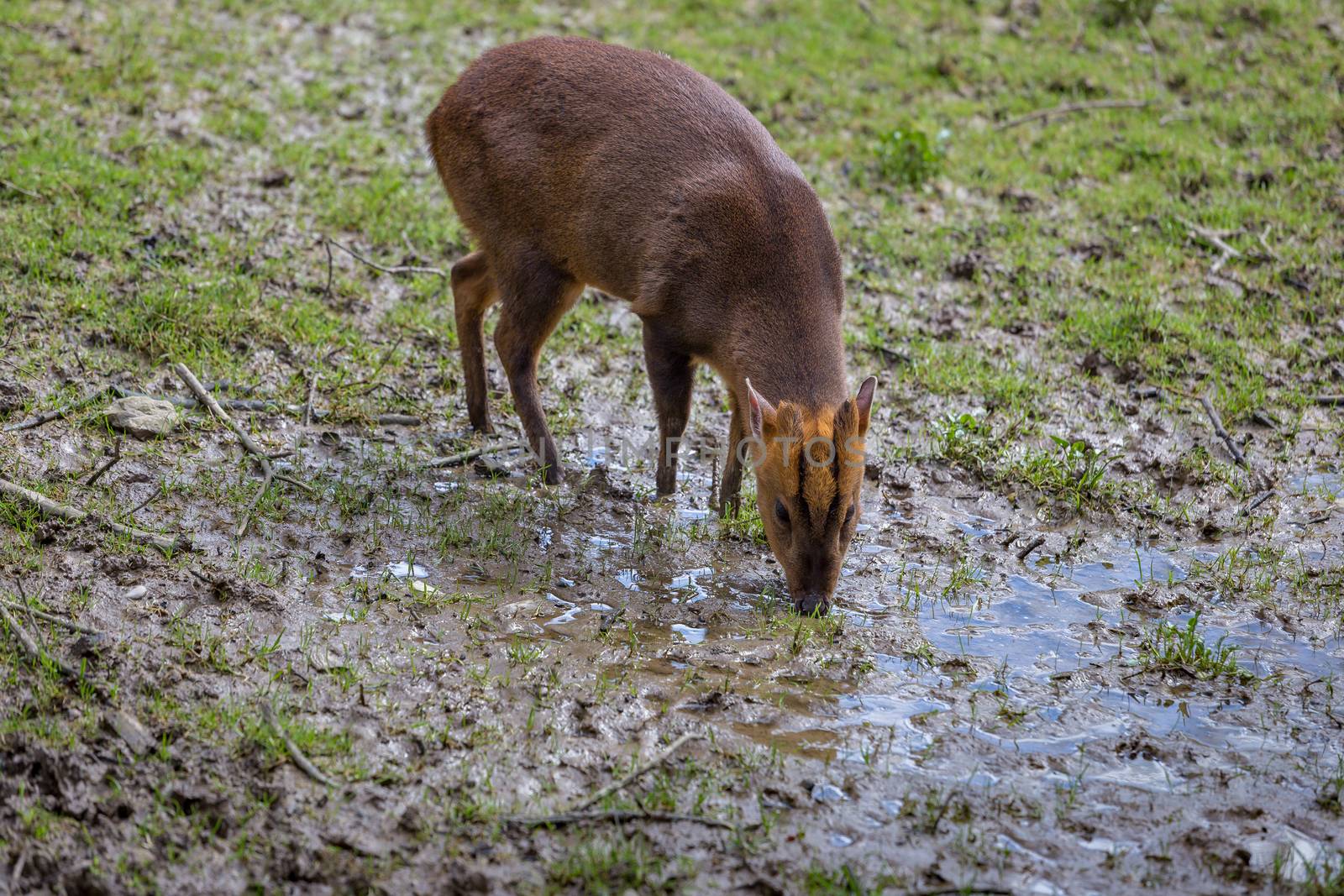 Adult female Reeve's Muntjac Deer (Muntiacus reevesi) at the British Wildlife Centre, Surrey, England. Introduced species