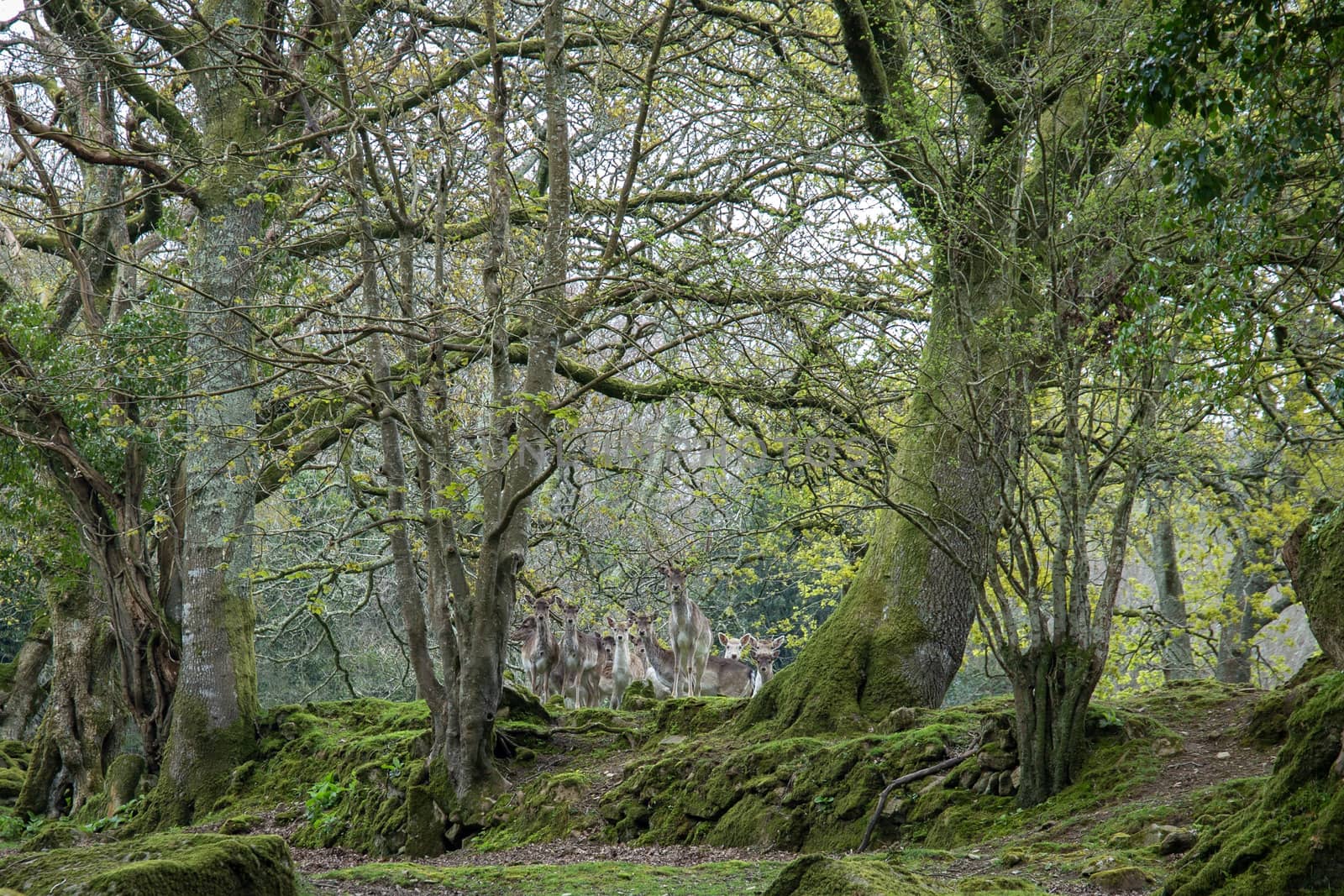 Herd of shy Fallow deer among the trees of a forest in Cornwall, UK