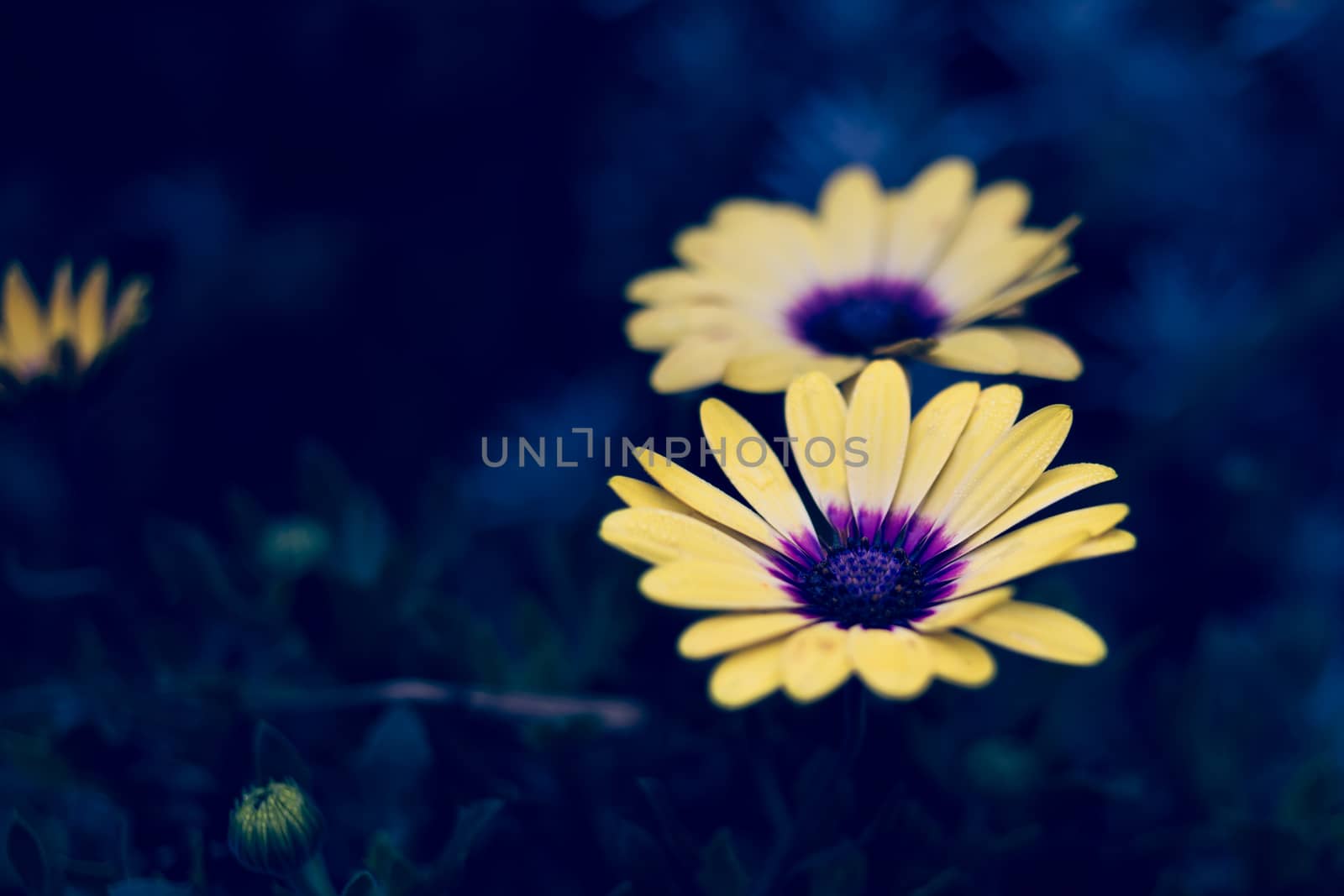 Close up of yellow Osteopermum flowers blooming outdoors by magicbones