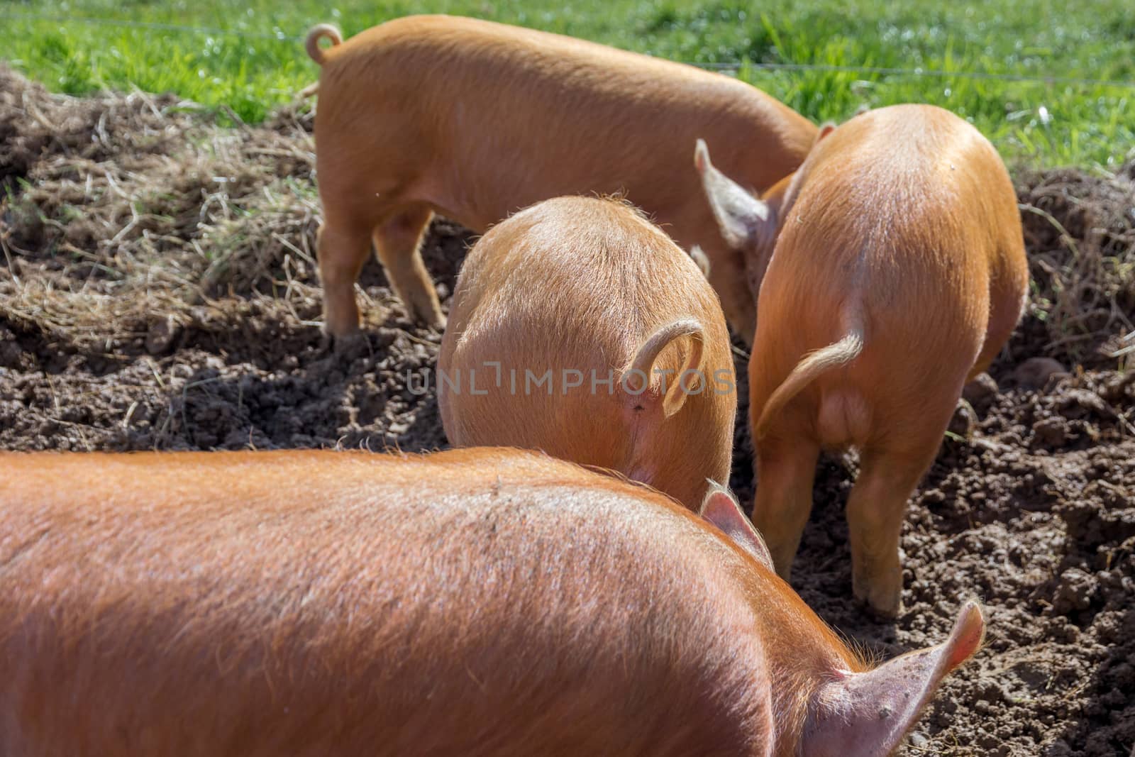 amworth Pigs foraging in the mud on a farm in Cornwall