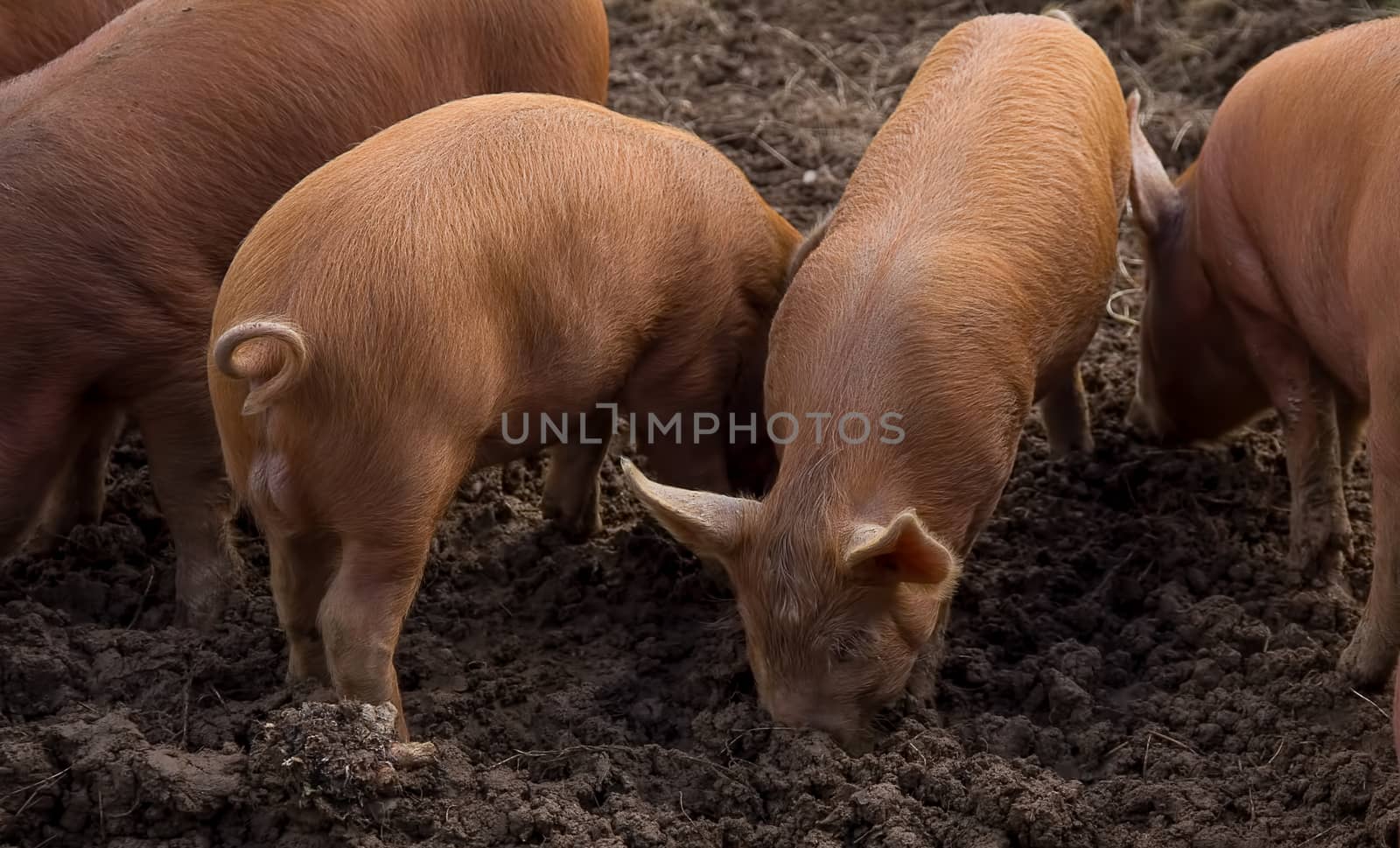 Tamworth Pigs by magicbones