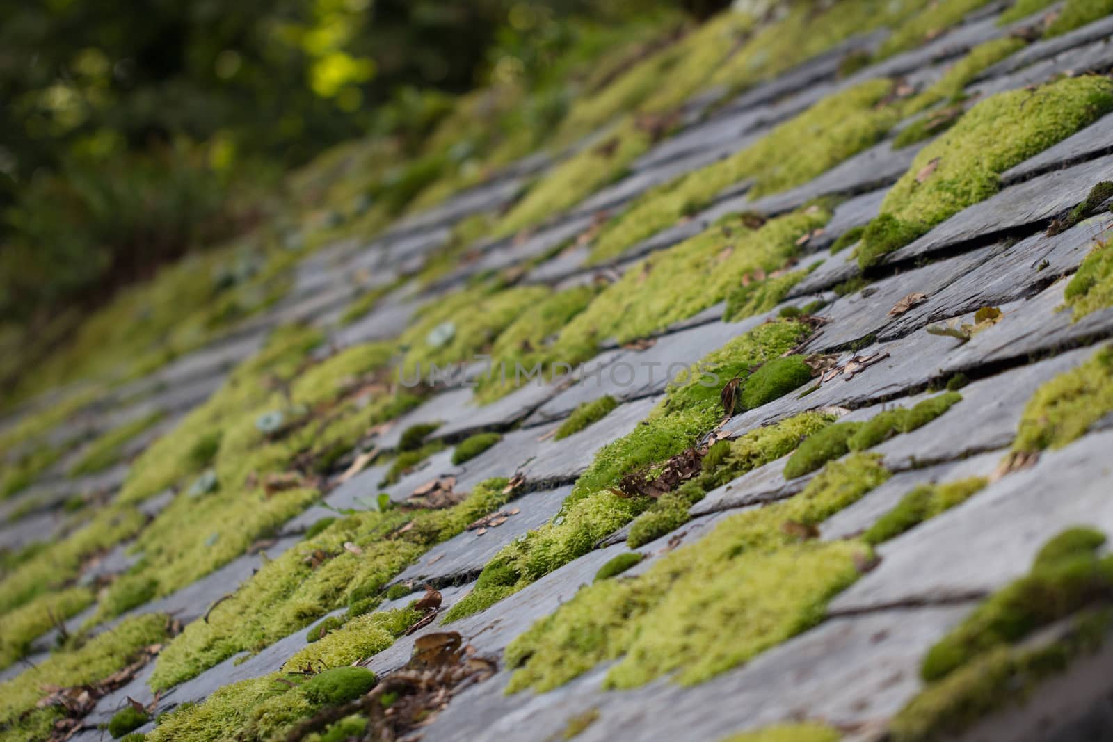Green moss on slate roof tiles