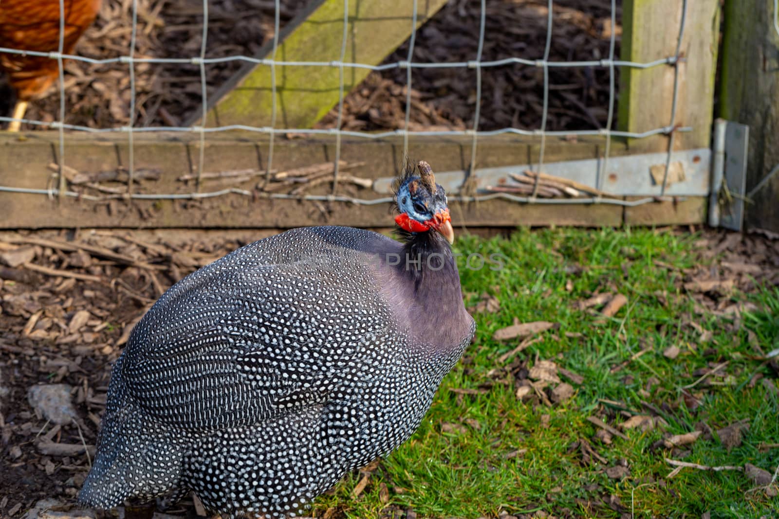 Male Guinea fowl (Numida Meleagris) on a farm