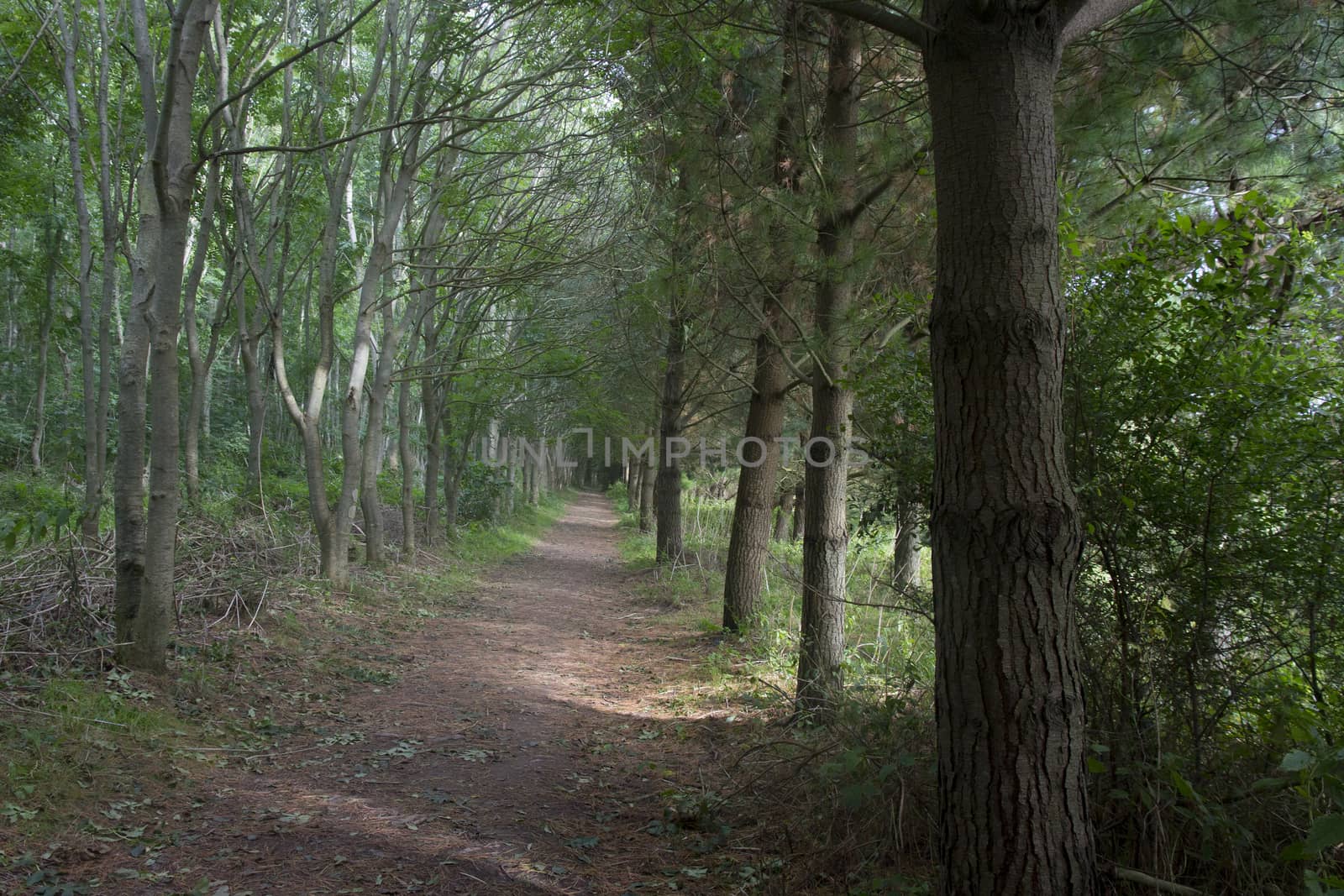 Peaceful forest path on an early autumn day