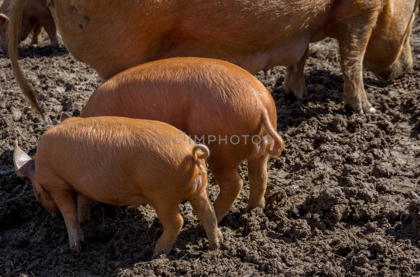 amworth Pigs foraging in the mud on a farm in Cornwall