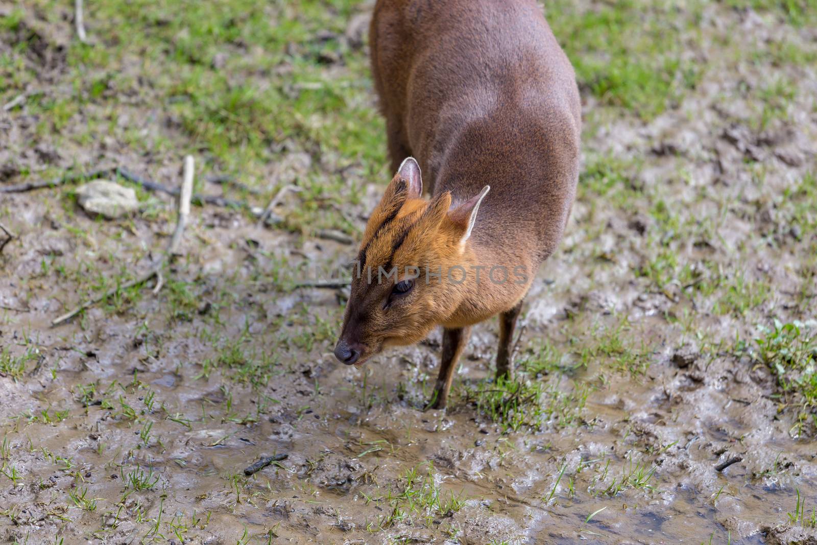 Adult female Reeve's Muntjac Deer (Muntiacus reevesi) at the British Wildlife Centre, Surrey, England. Introduced species