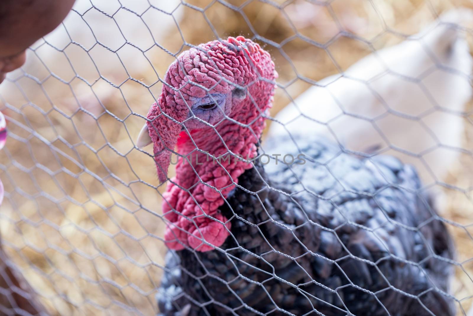 A turkey viewed through the fencing of a farm coop