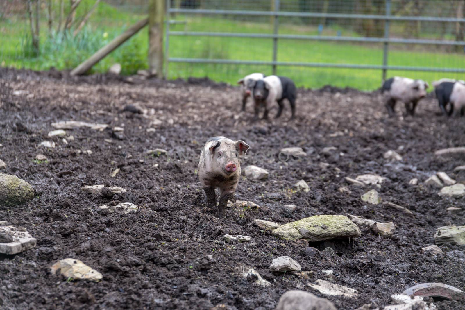 Saddleback piglets in a muddy pig pen
