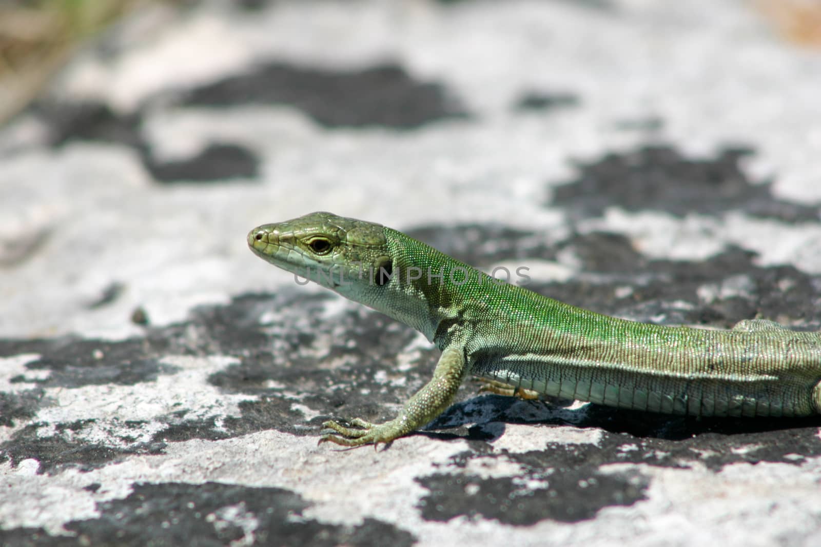 Sicilian Wall Lizard on a Rock by magicbones