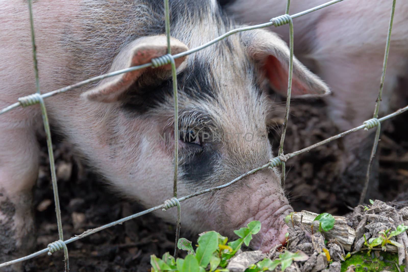 Saddleback piglets behind the fencing of a pigsty by magicbones