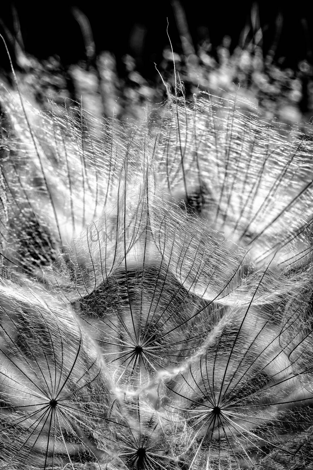 Macro of dandelion seed with back light on a black background