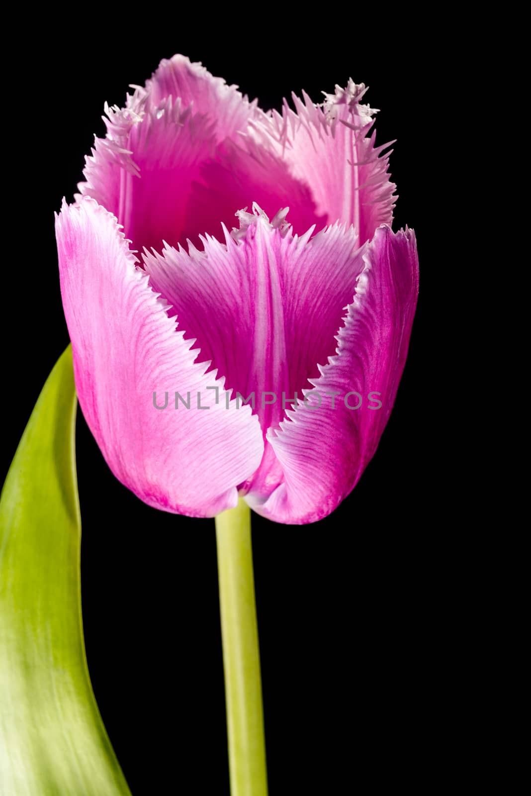 Pink Fringed Tulip on Black Background by MaxalTamor
