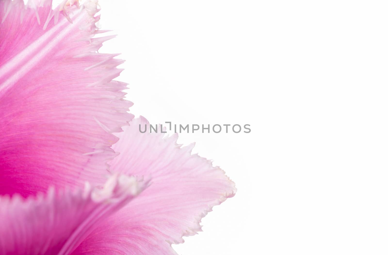 Macro of a pink fringed tulip, tulipa crispa, on white background