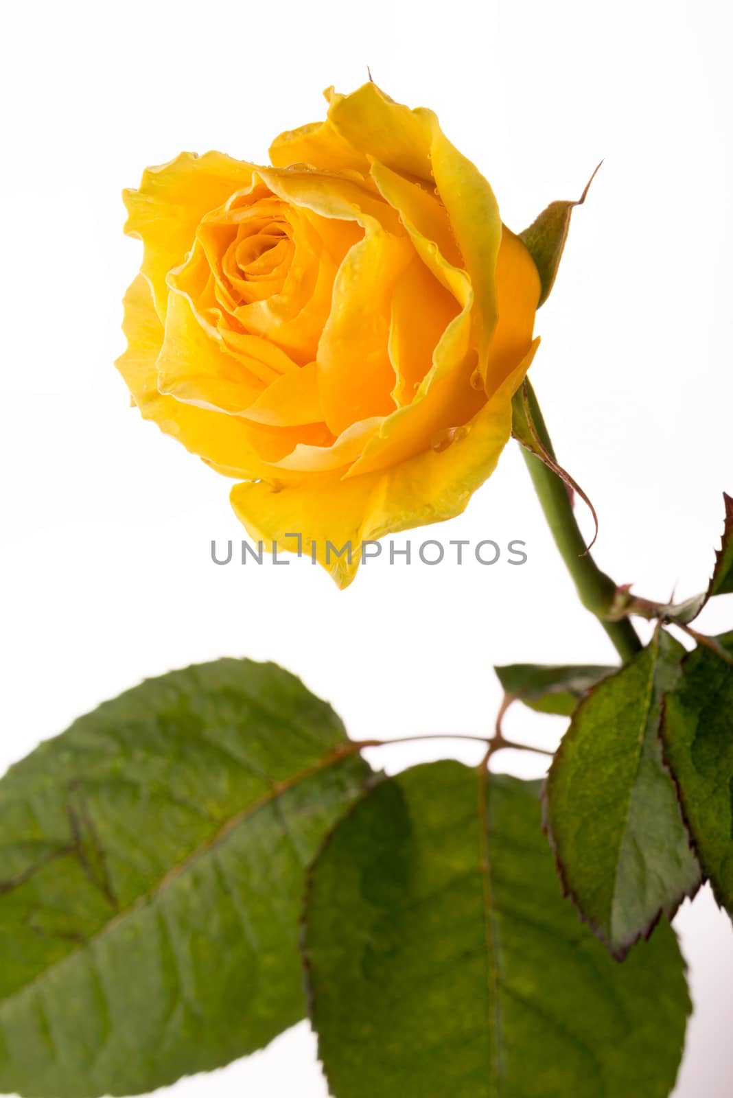 Closeup of a yellow rose with green leaves on white background