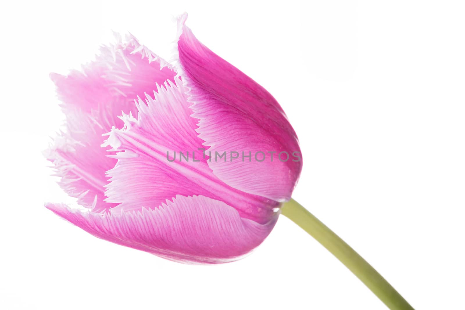 Closeup of a pink fringed tulip, tulipa crispa, on white background