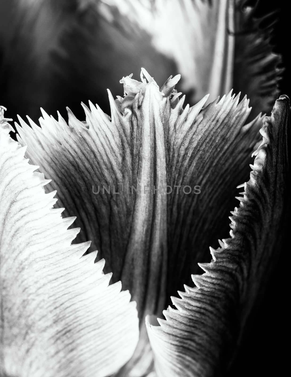 Pink Fringed Tulip on Black Background by MaxalTamor