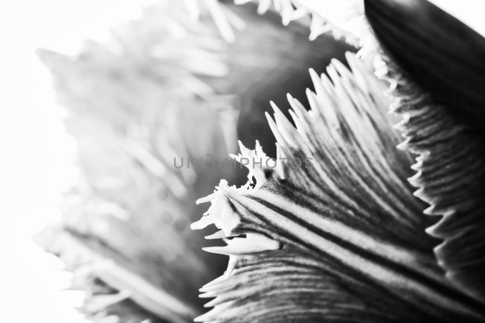 Macro of a pink fringed tulip, tulipa crispa, on white background. Black and white photo.