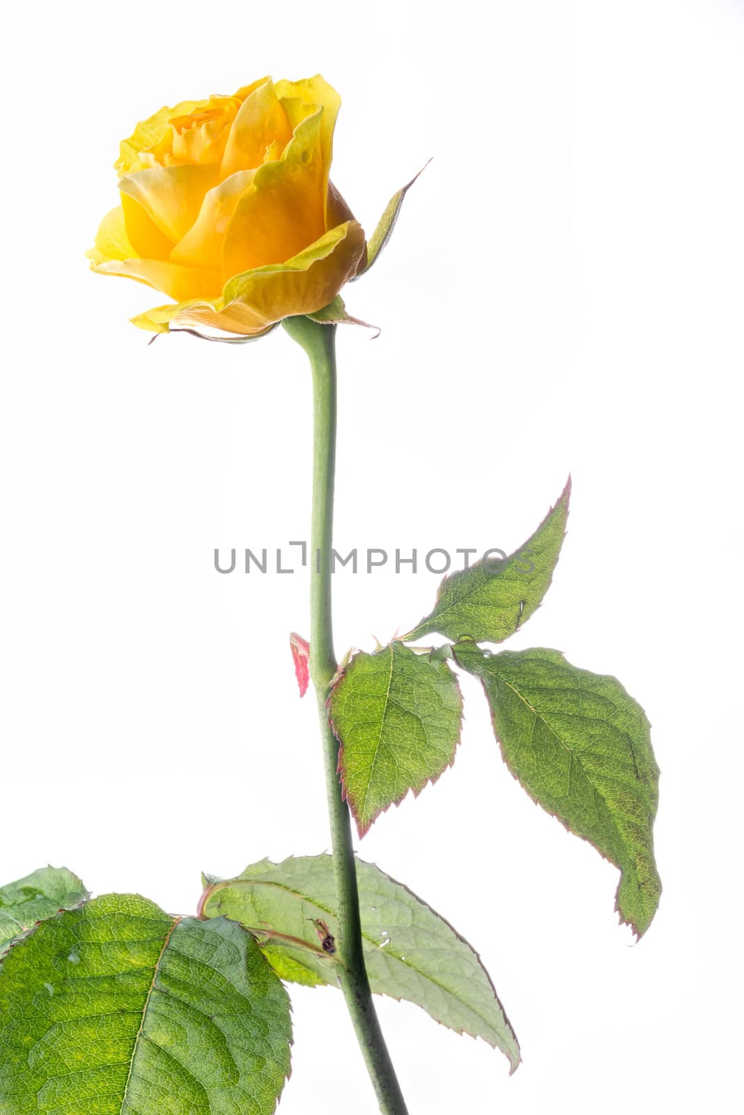 Yellow rose with green leaves on white background