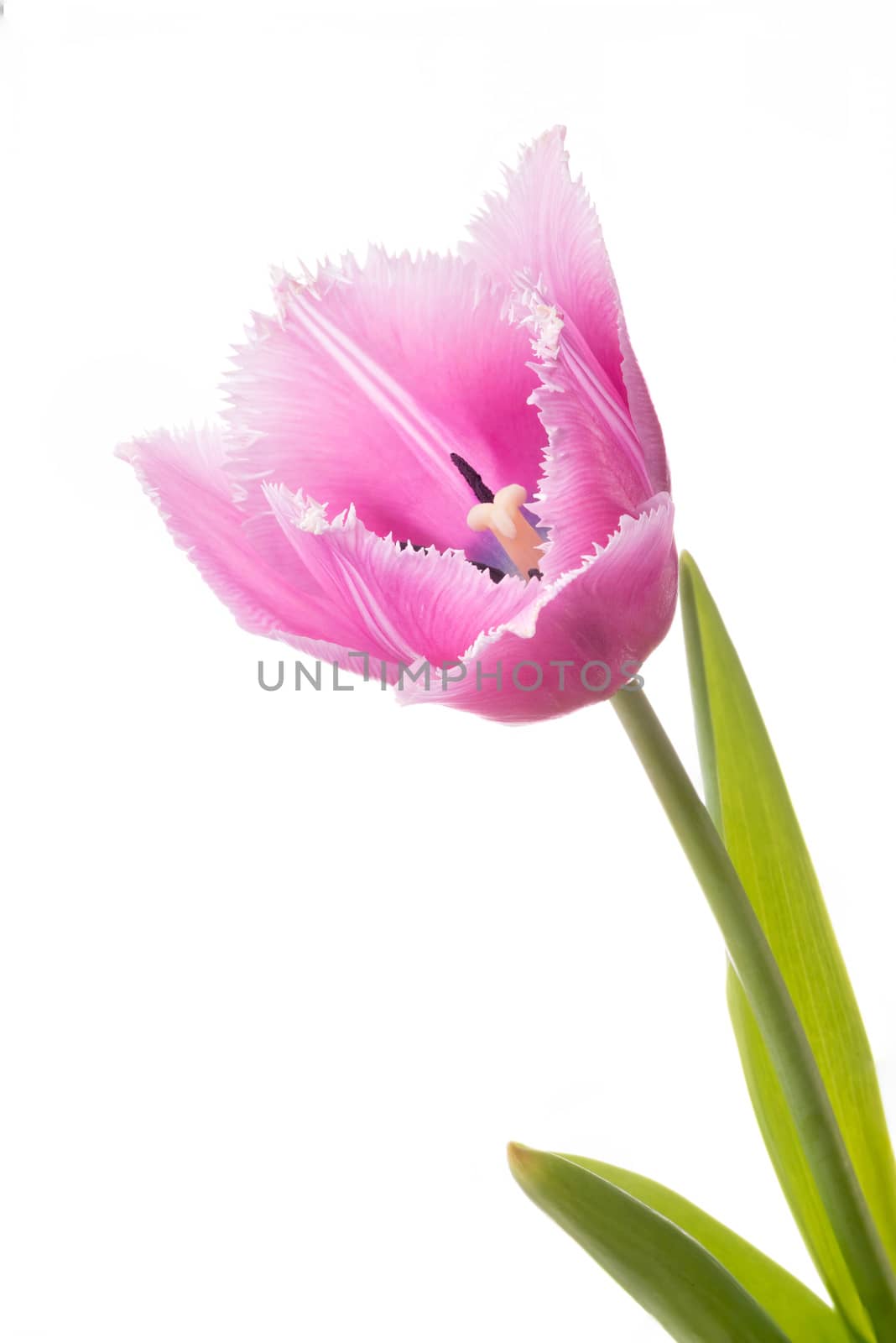 Closeup of a pink fringed tulip, tulipa crispa, on white background