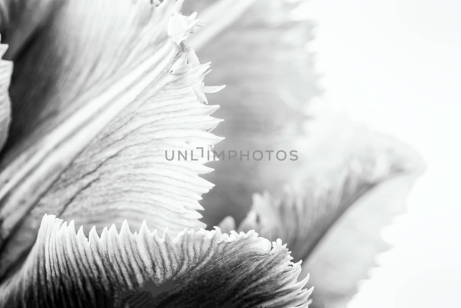 Pink Fringed Tulip on White Background by MaxalTamor