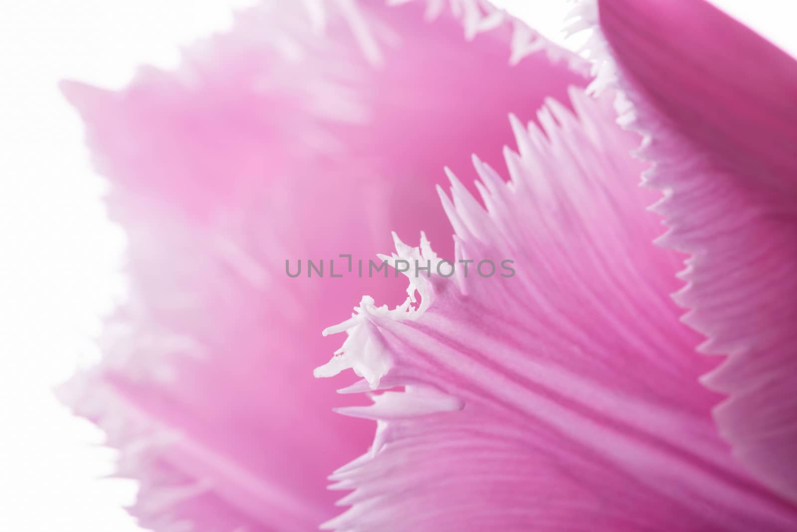 Macro of a pink fringed tulip, tulipa crispa, on white background