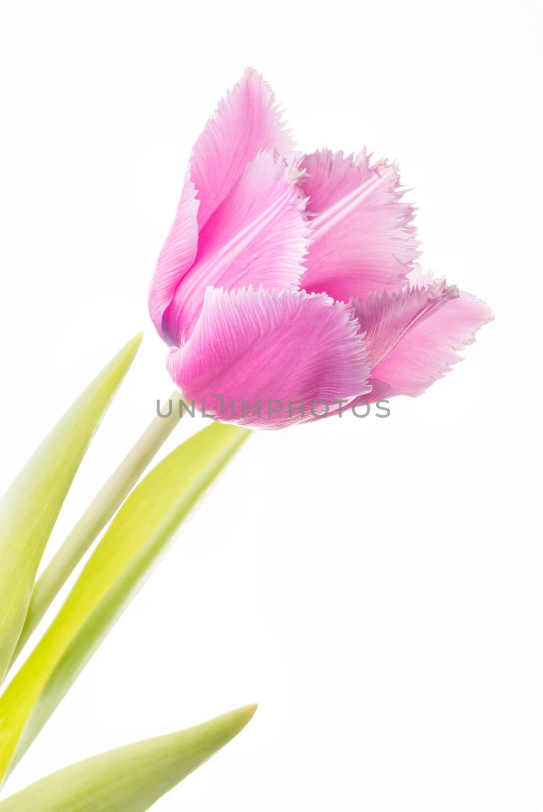 Pink Fringed Tulip on White Background by MaxalTamor