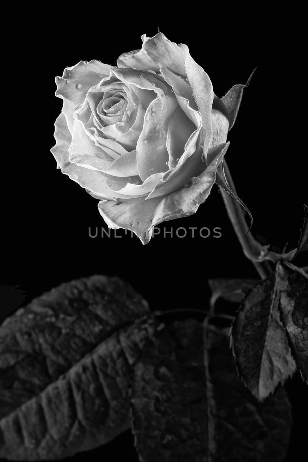 Closeup of a yellow rose with green leaves on black background. Black and white photo.