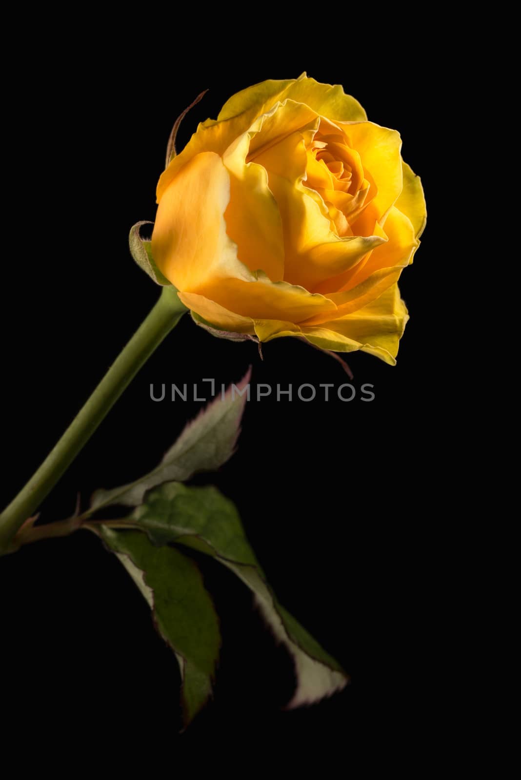 Closeup of a yellow rose with green leaves on black background