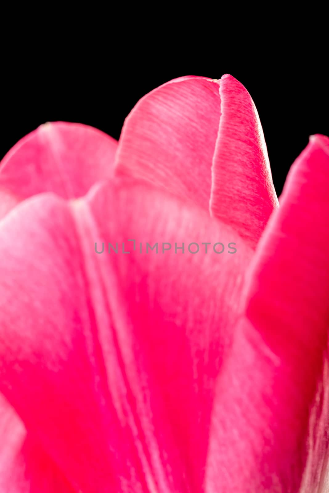 Macro of a red common tulip on white background