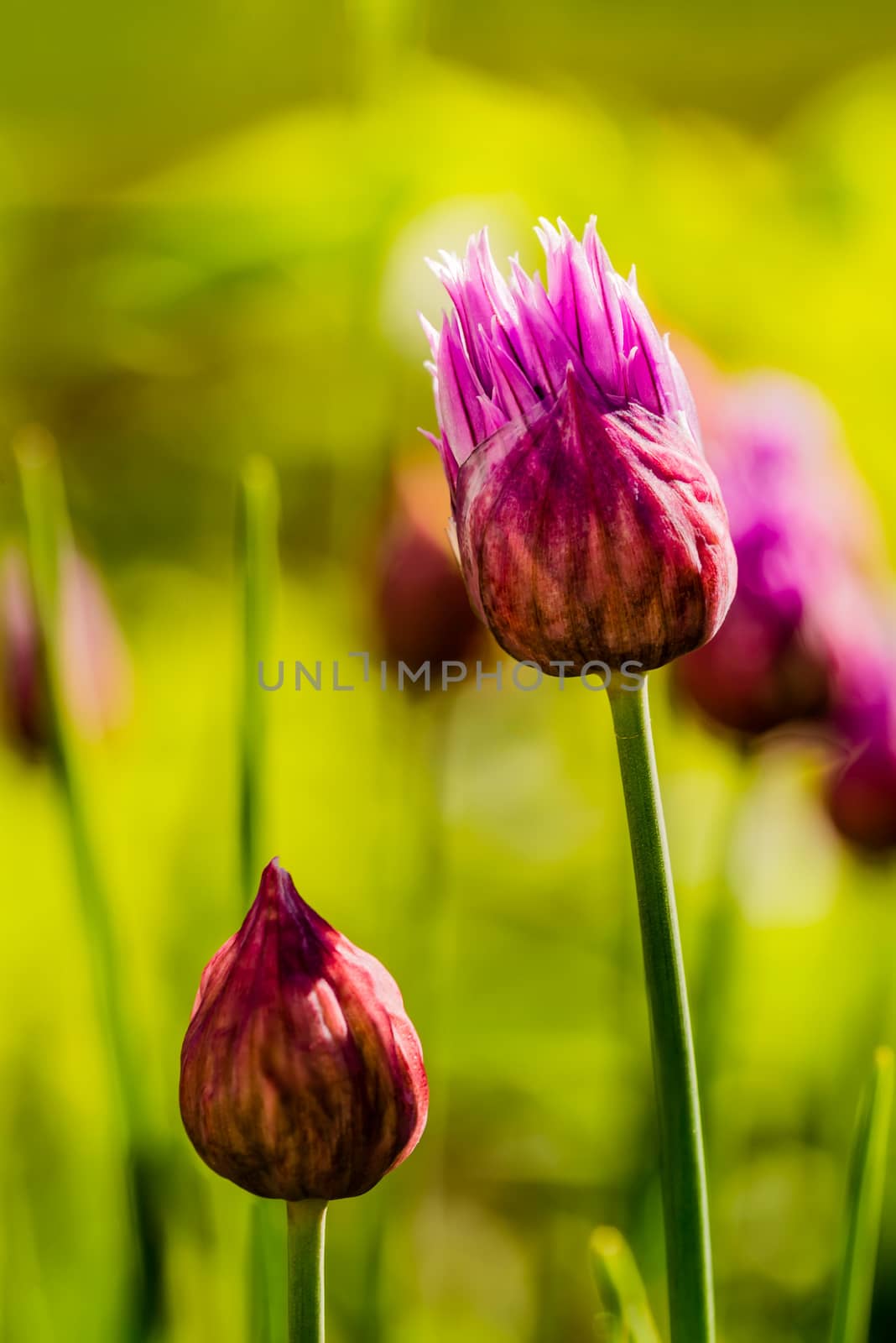 Closed fresh pink chive flowers under a spring sun