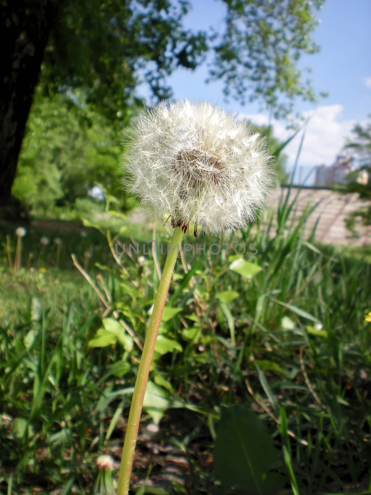 Dandelion in the meadow under the warm spring sun