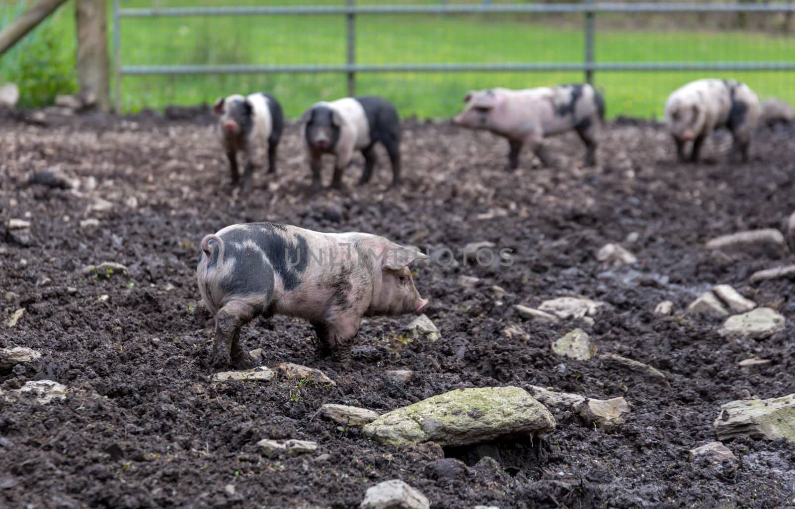 Saddleback piglets in a muddy pig pen
