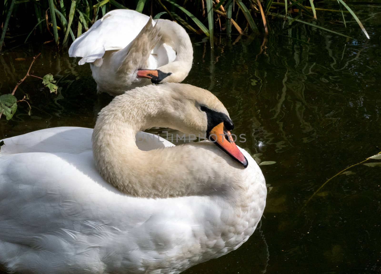 Close up shot of white swans on a lake by magicbones