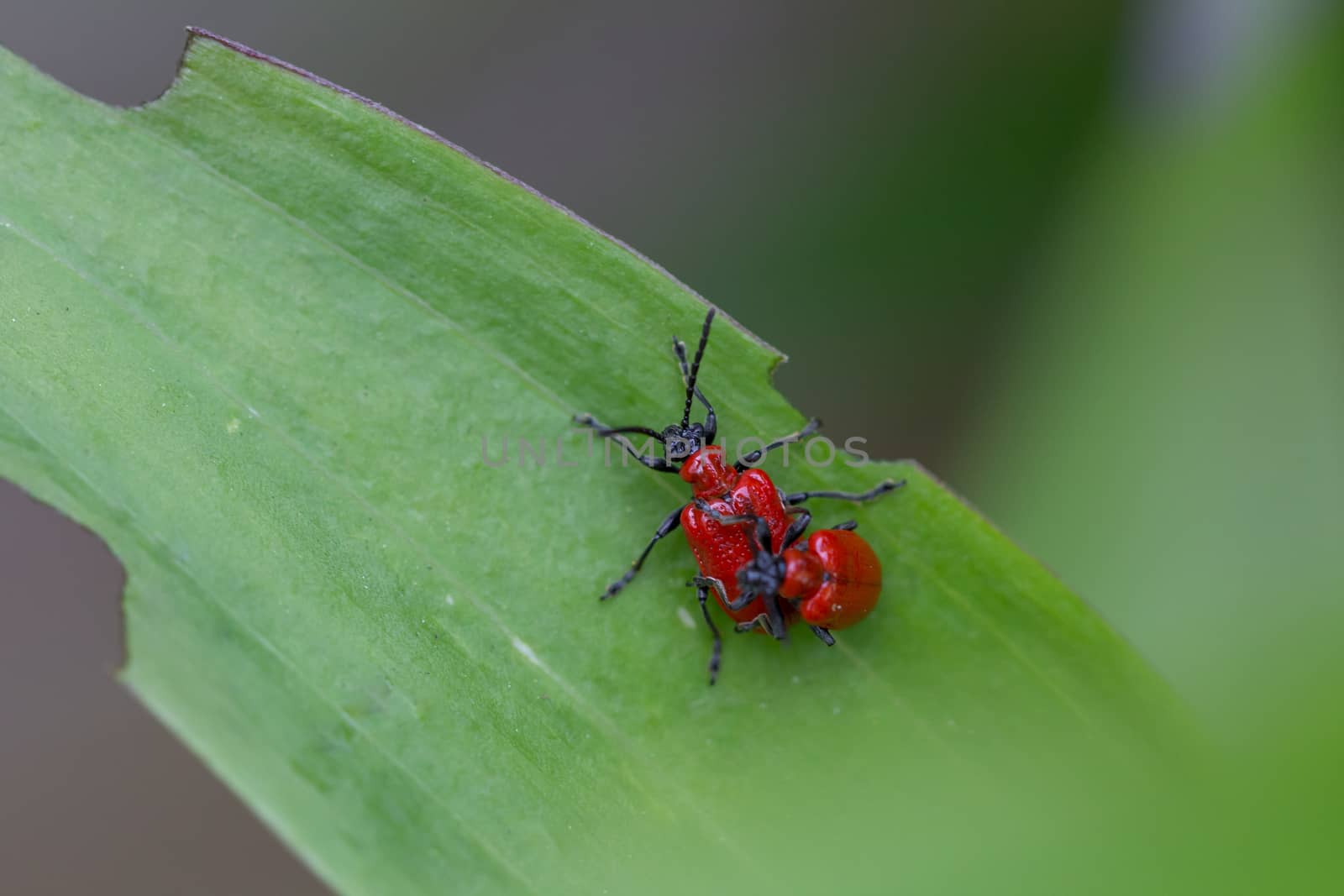 Two Red Lily Beetles by magicbones